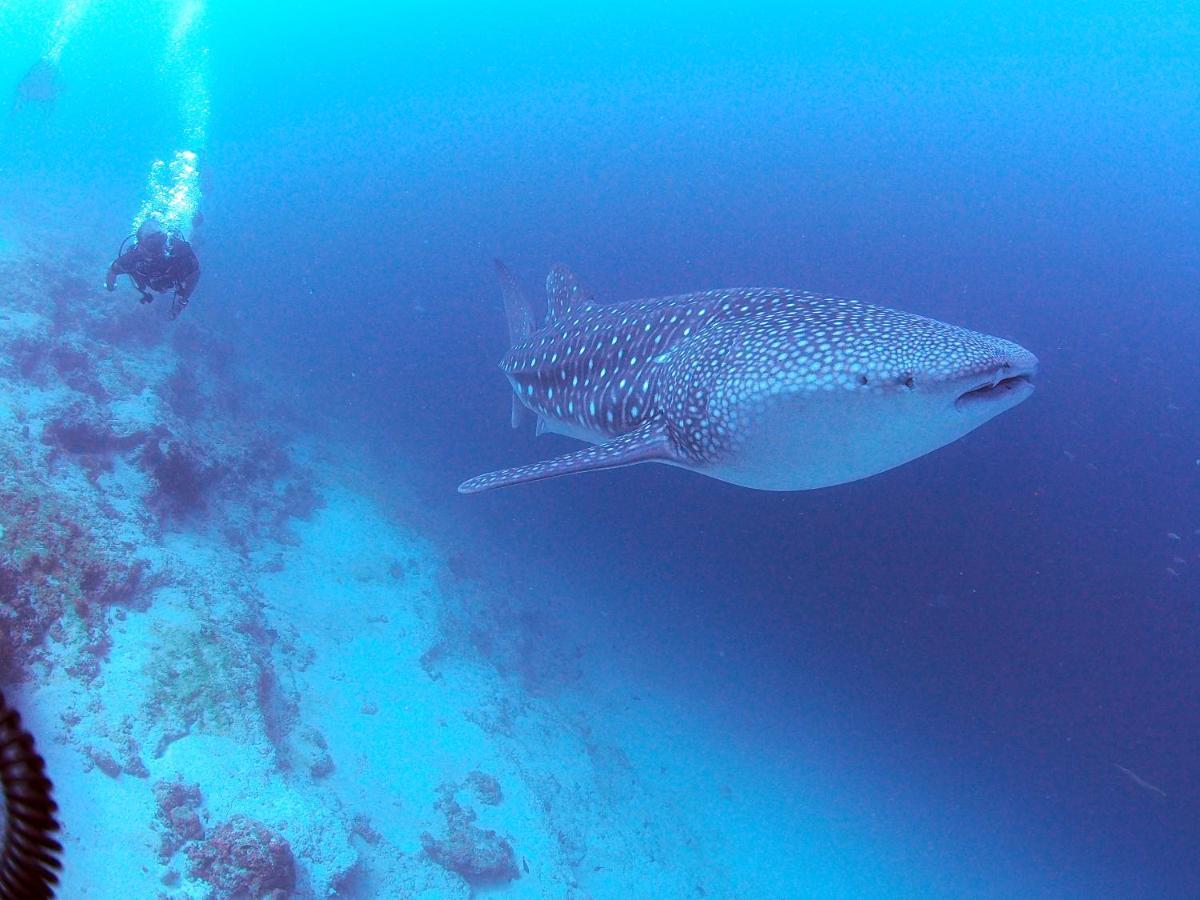 Pensiune Unwind Dhigurah
