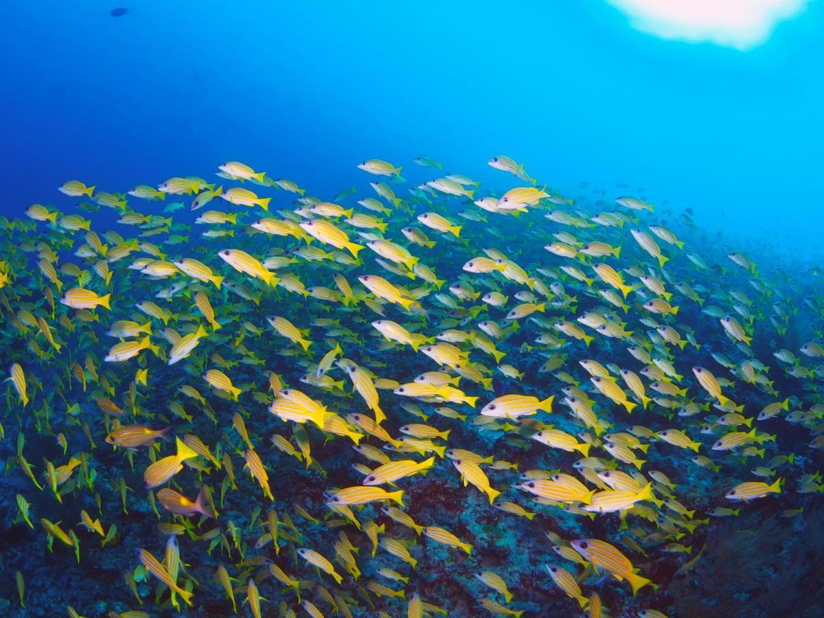 Pensiune Unwind Dhigurah *