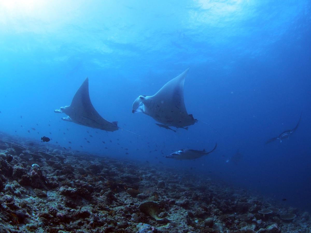 Unwind Dhigurah